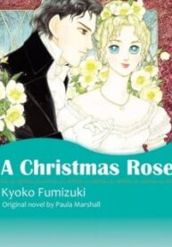 A Christmas Rose